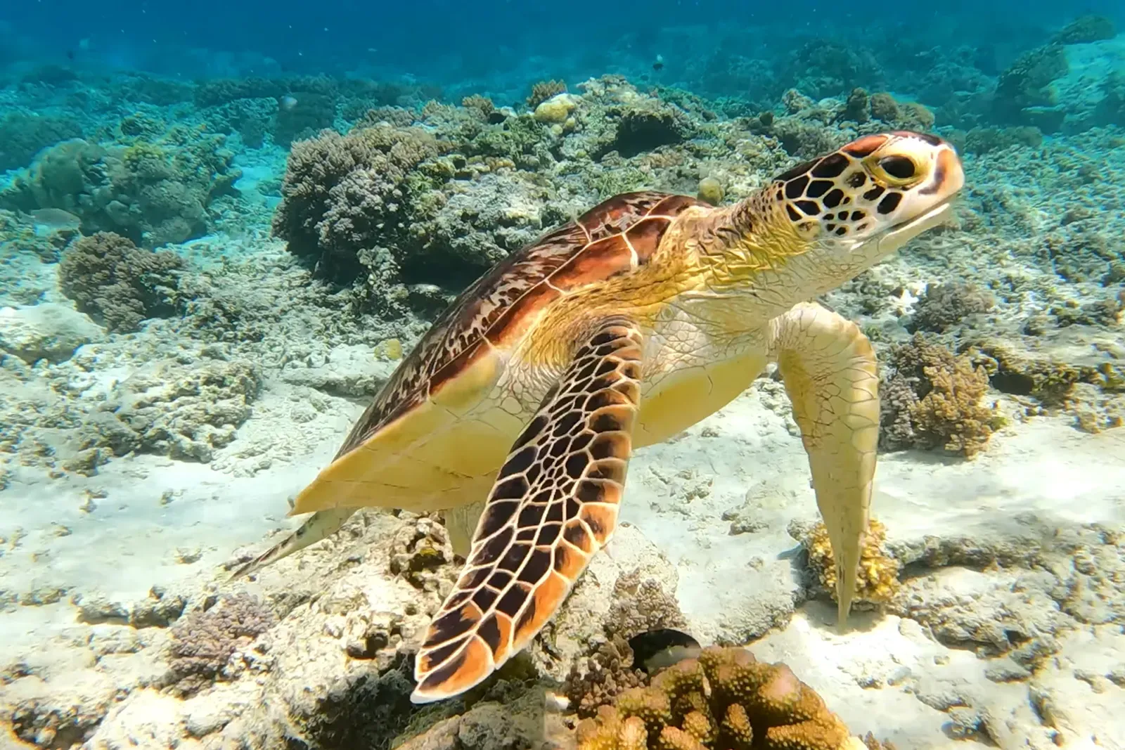 A coral nursery fixed to its frame below the surface, in blue water crossed by light