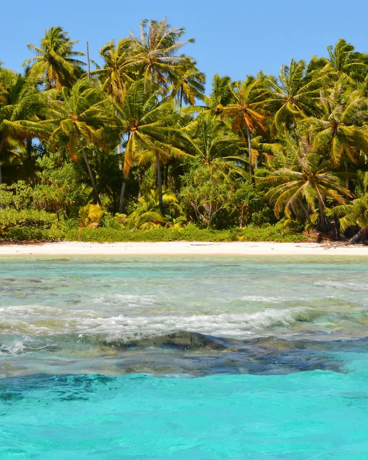 A school of small orange fish swimming in blue water above a garden of coloured coral